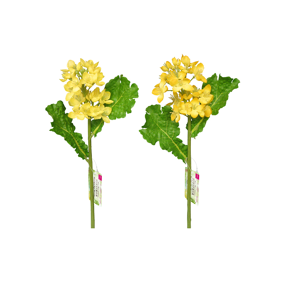 Short Stem Rape Blossoms