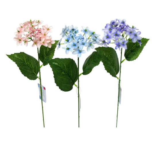 Lacecap Hydrangea