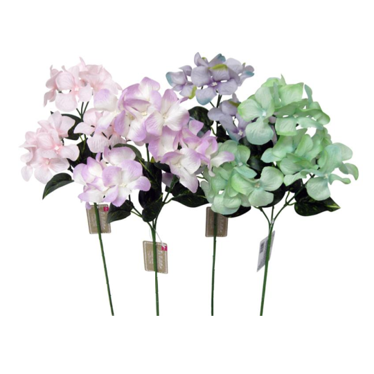 Hydrangea (Clair)
