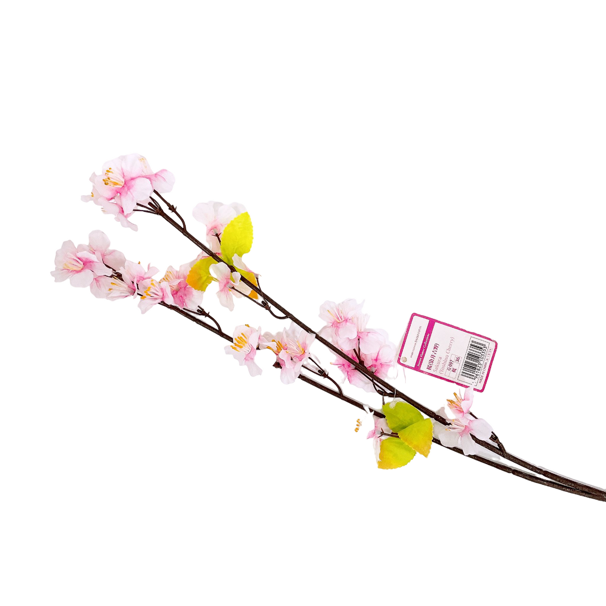 Sakura Yoshino Cherry