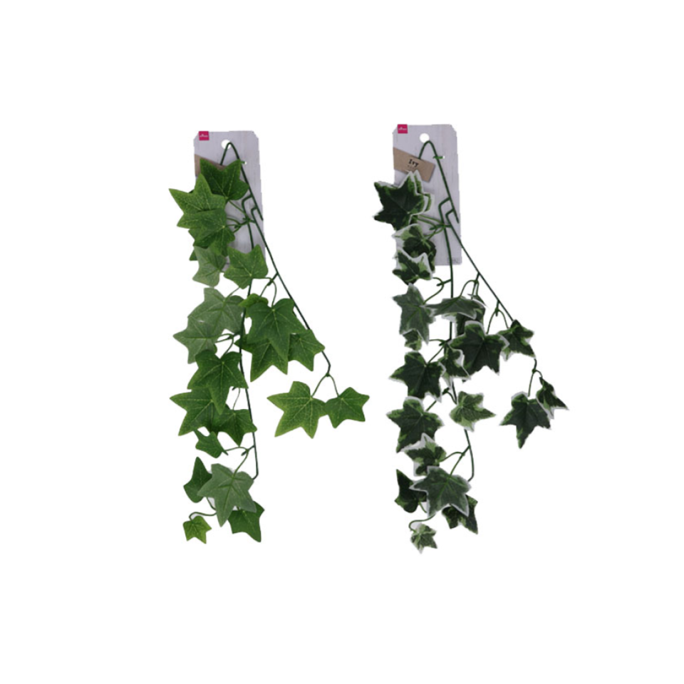 Ivy Vine