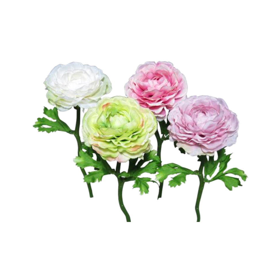 Ranunculus Pale