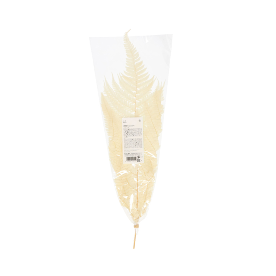 Fern
