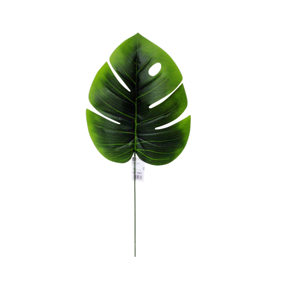Monstera