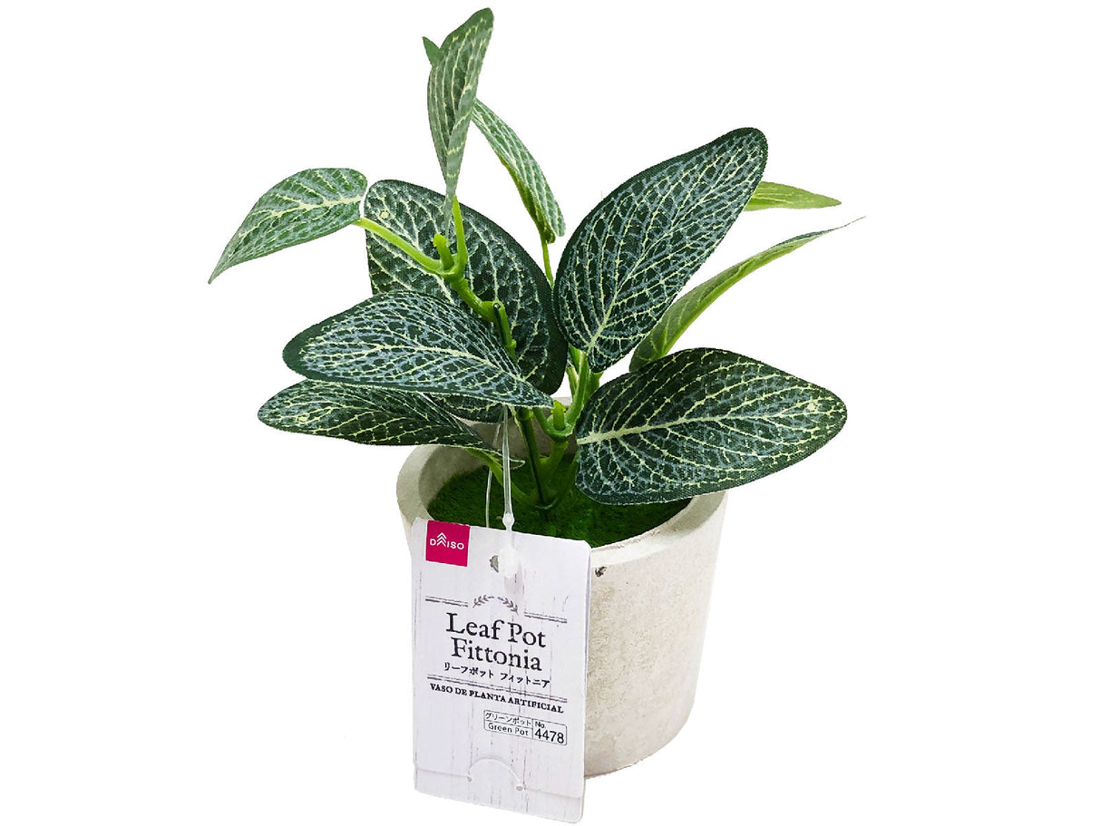 Leaf Pot Fittonia