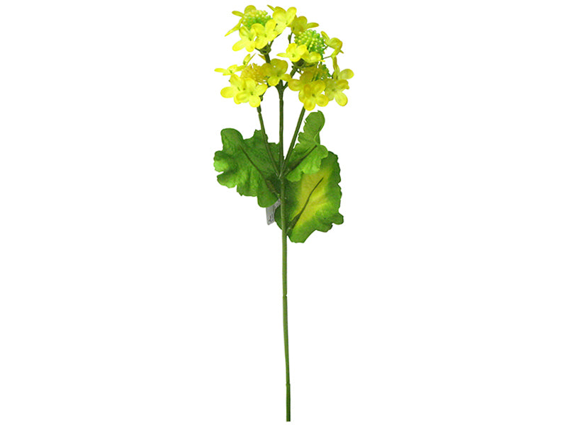 Rape Blossoms