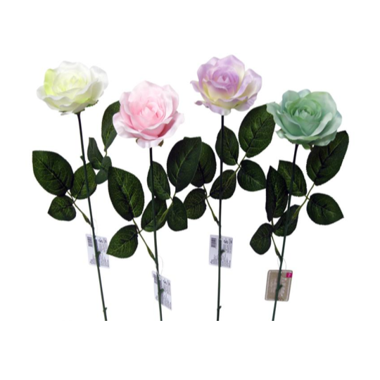 Open Rose (Claire)