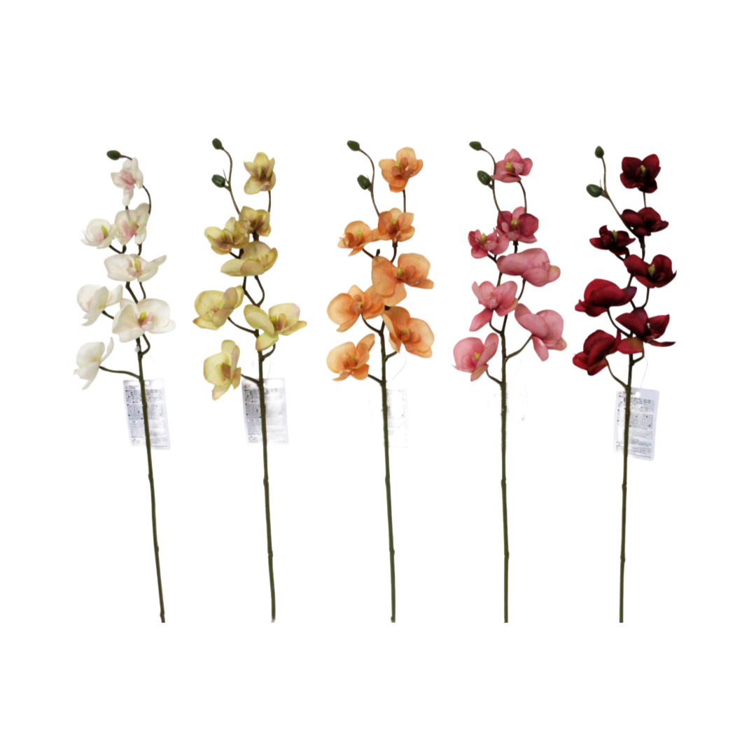 Phalaenopsis Orchid Musee
