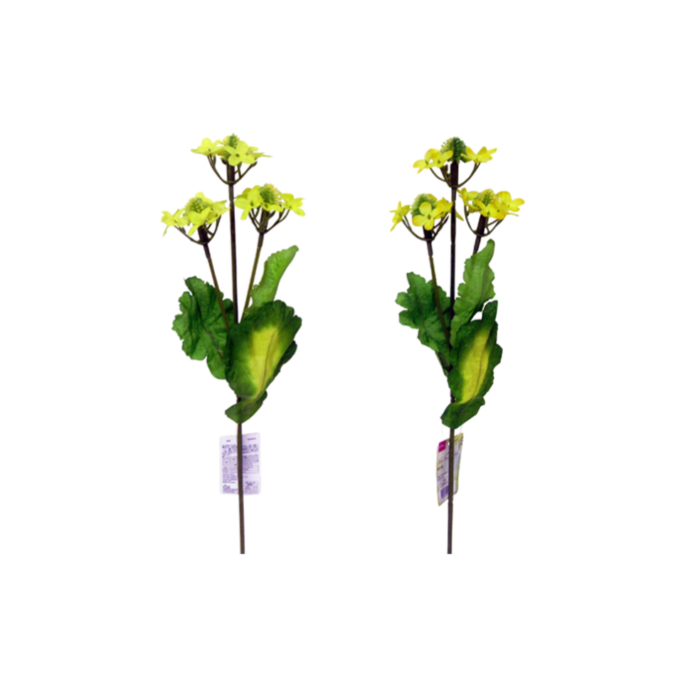 Rape Blossoms