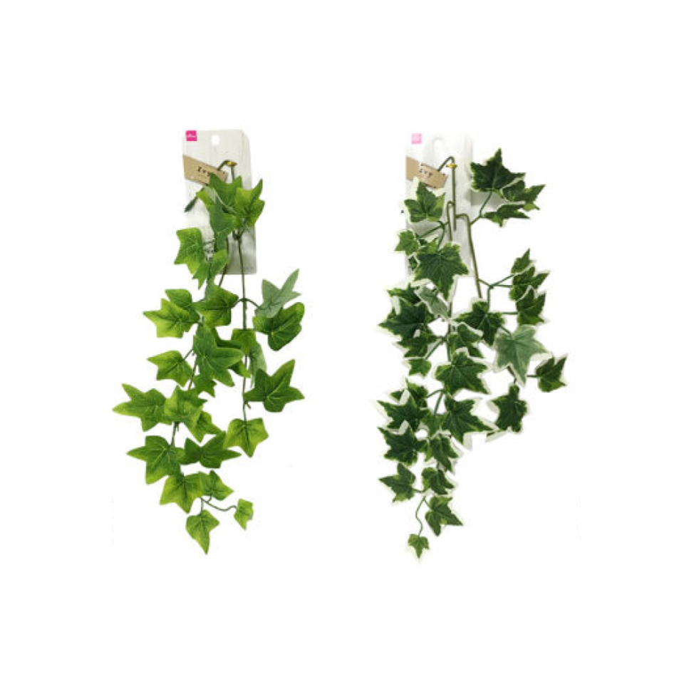 Ivy Vine