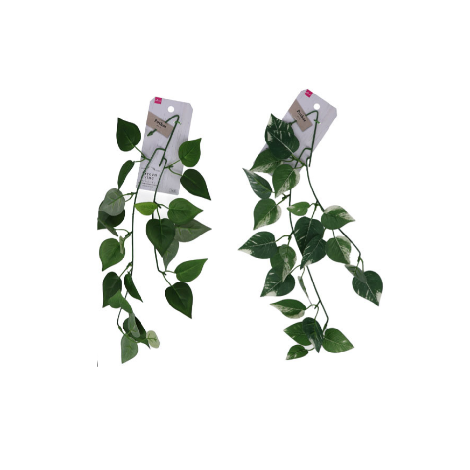 Pothos Vine
