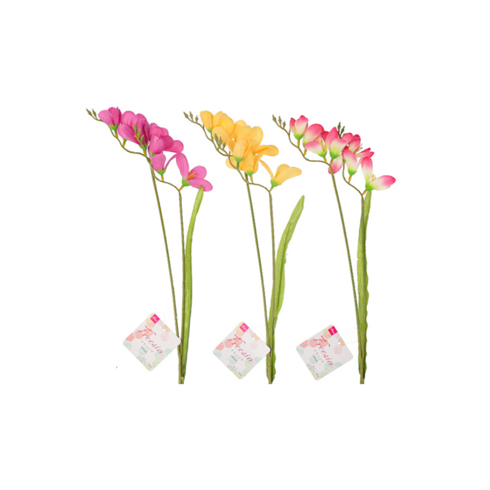 Freesia