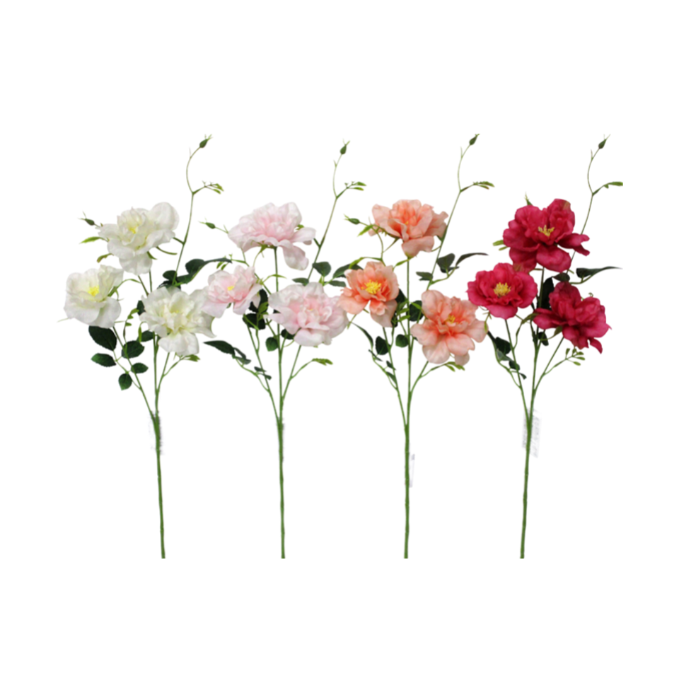 Garden Rose