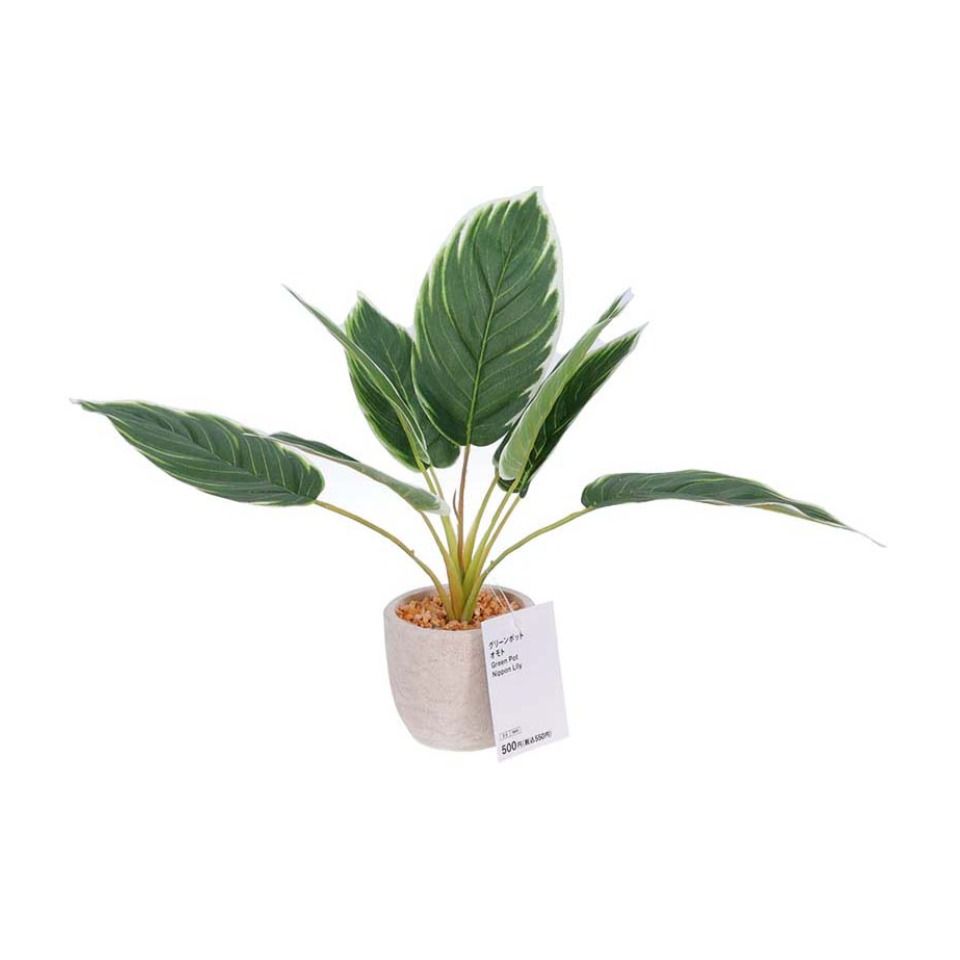 Green Pot Nippon Lily