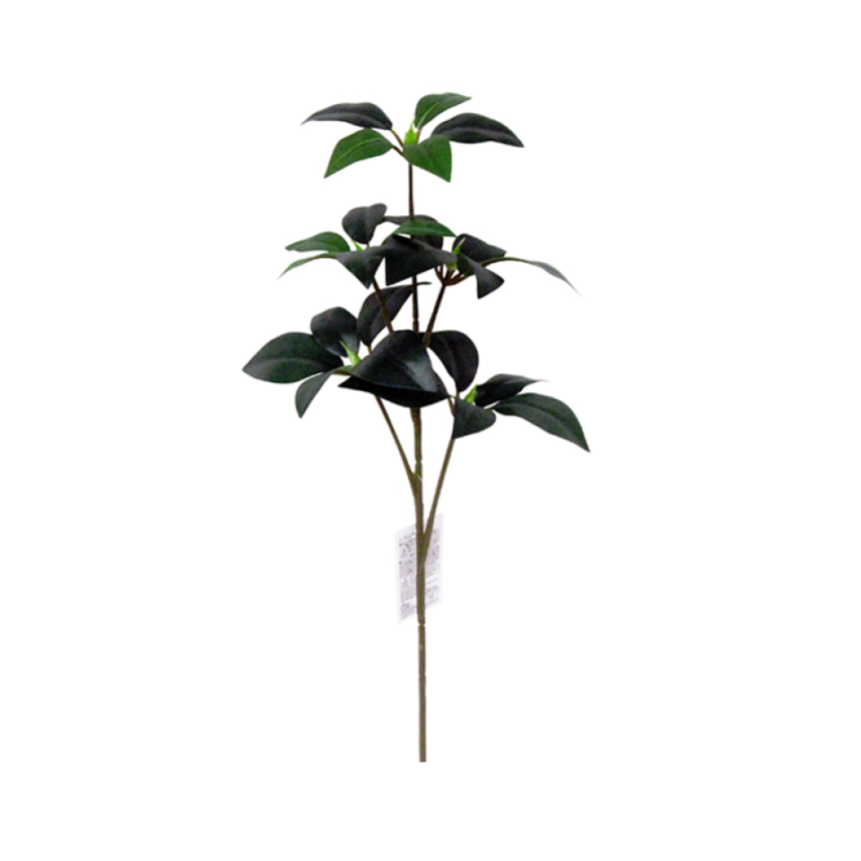 Japanese Star Anise