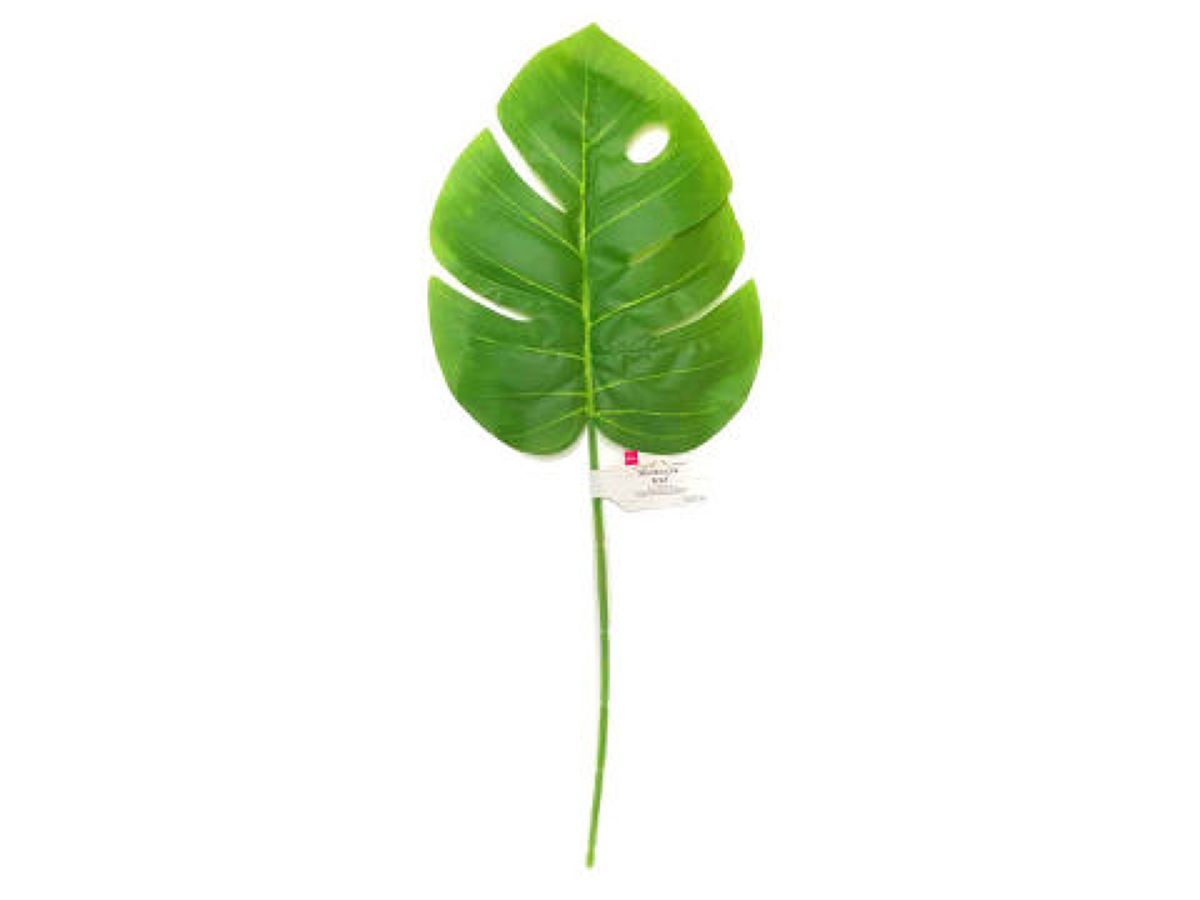 Monstera Leaf